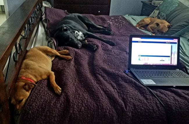 Teacher laptop and three dogs on bed with burgundy blanket