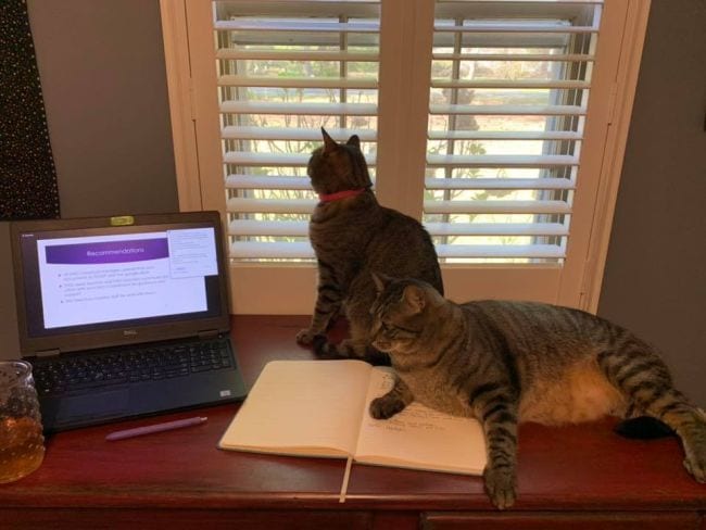 Two cats lounging on table alongside laptop and notebook
