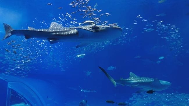 Whale sharks swimming with smaller fish in blue water