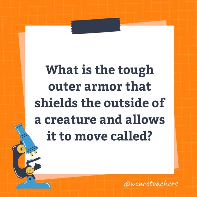 What is the tough outer armor that shields the outside of a creature and allows it to move called?