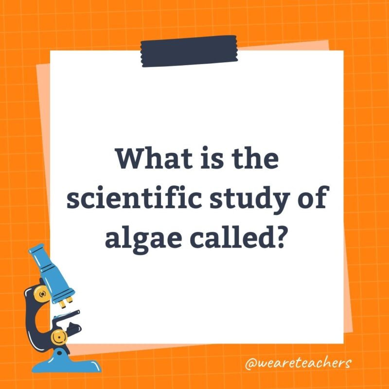 What is the scientific study of algae called?