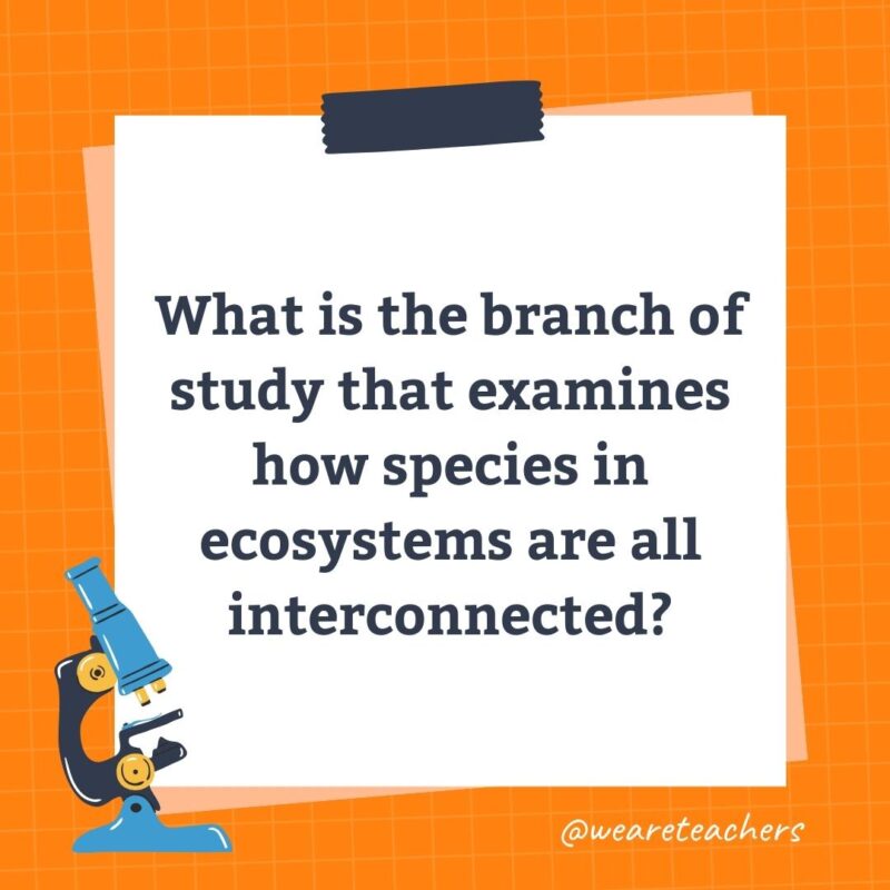 What is the branch of study that examines how species in ecosystems are all interconnected?