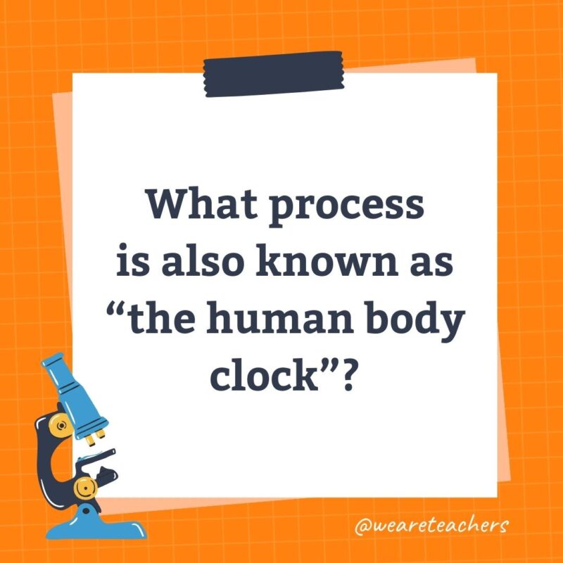 What process is also known as “the human body clock”?