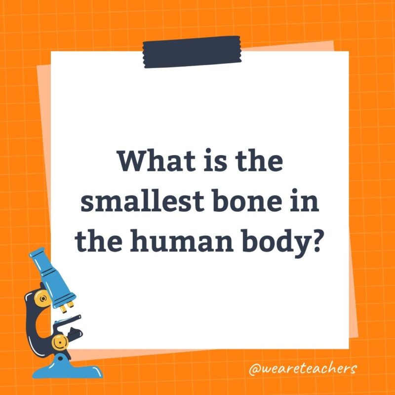 What is the smallest bone in the human body?
