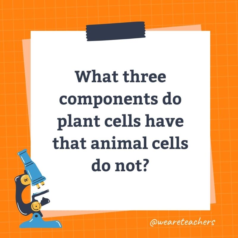 What three components do plant cells have that animal cells do not?