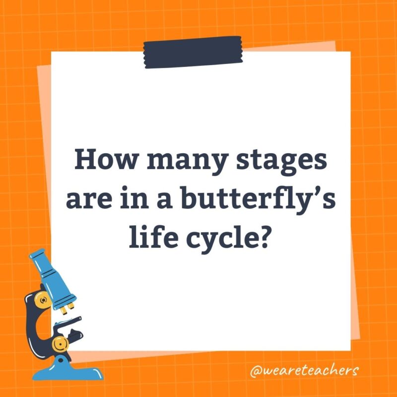 How many stages are in a butterfly's life cycle?