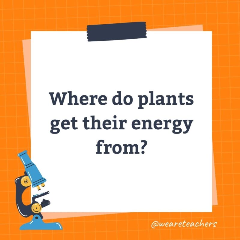 Where do  plants get their energy from?