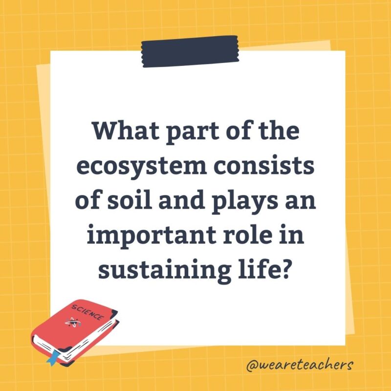 What part of the ecosystem consists of soil and plays an important role in sustaining life?