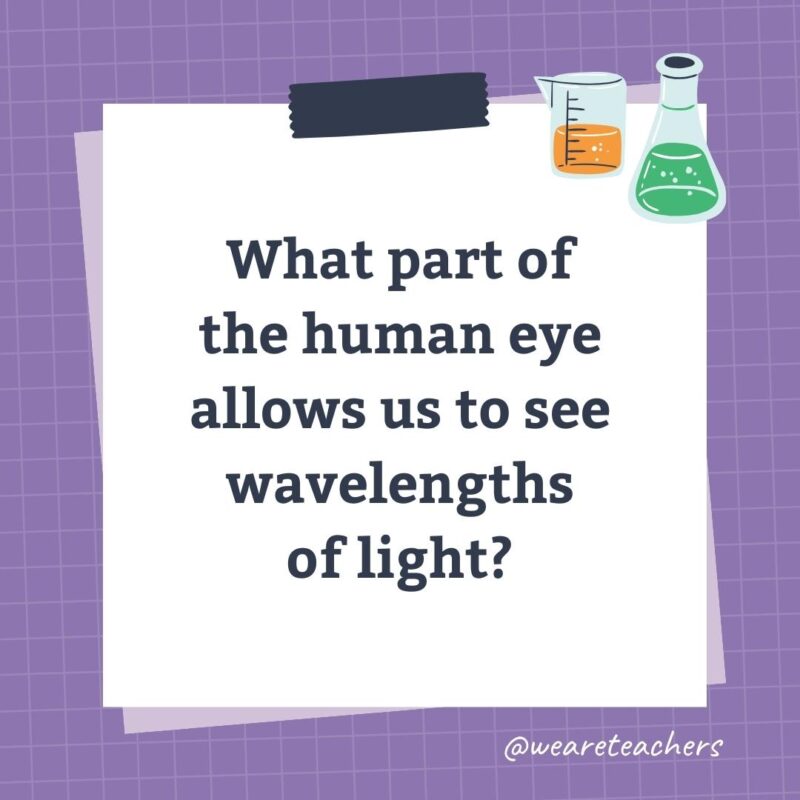What part of the human eye allows us to see wavelengths of light?