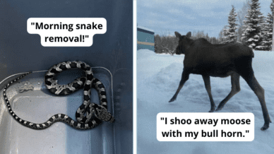 Paired image of a captured snake and moose walking away as examples of teachers managing wildlife