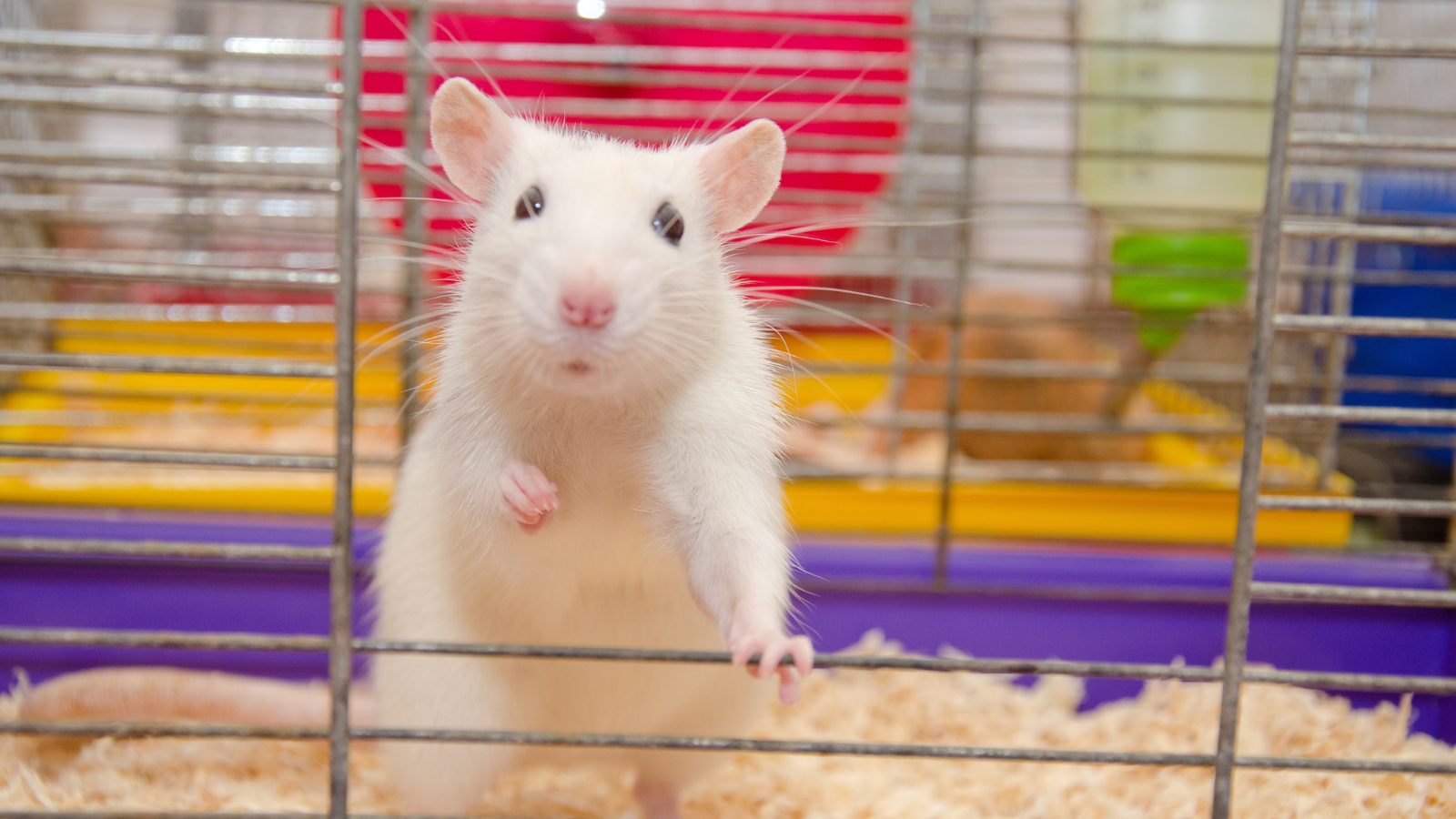 Photo of teenage rat in lab cage