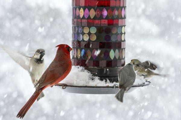 Songbirds perched on a bird feeder in winter