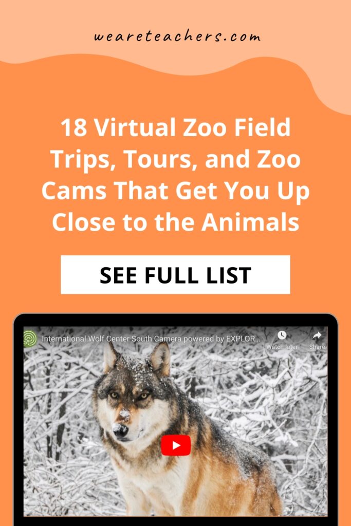These virtual zoo field trips help kids explore wildlife and get the zoo experience without leaving the house or classroom!