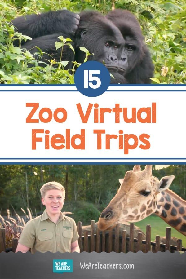 15 Zoo Virtual Field Trips That Will Bring You Up Close With Pandas, Giraffes, and More