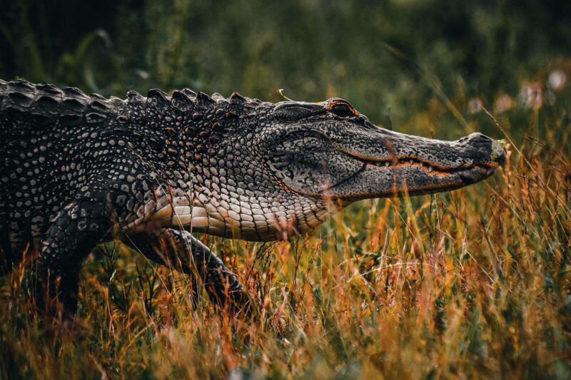 Scaly alligator in a field