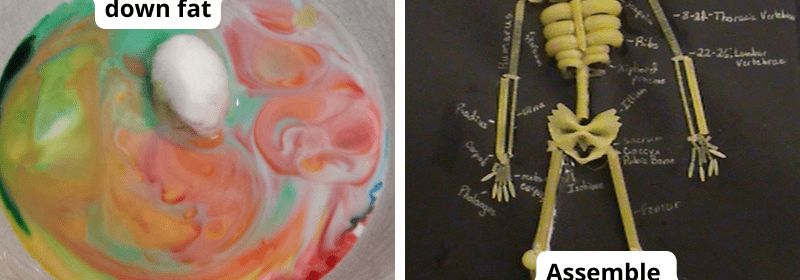 Anatomy activities, including a cotton ball with colored liquid simulating bile and a skeleton made of pasta.
