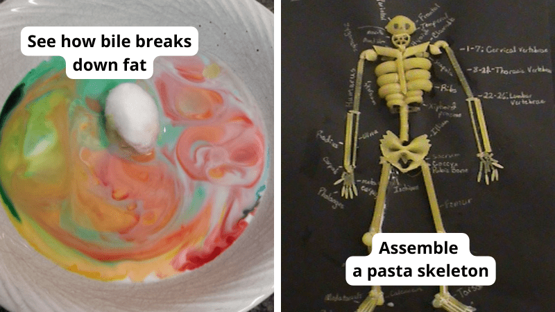 Anatomy activities, including a cotton ball with colored liquid simulating bile and a skeleton made of pasta.
