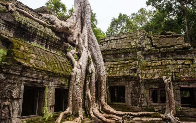 angkor wat temple with tree growing over it, a wonder of the world