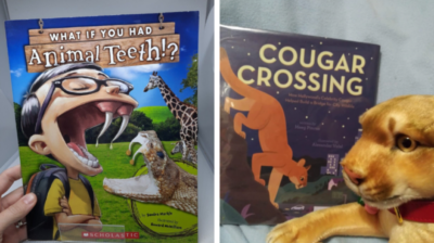 Example book covers for content area read alouds as an example of science of reading curriculum
