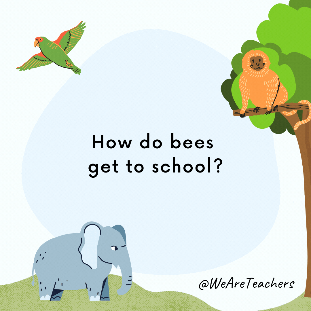 How do bees get to school? By school buzz!- animal jokes for kids