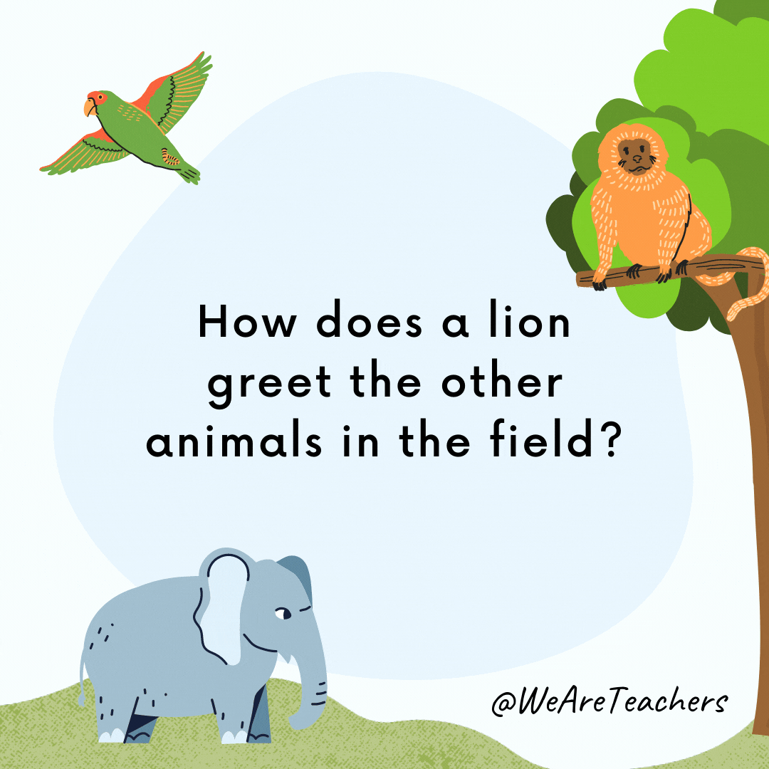 How does a lion greet the other animals in the field? 