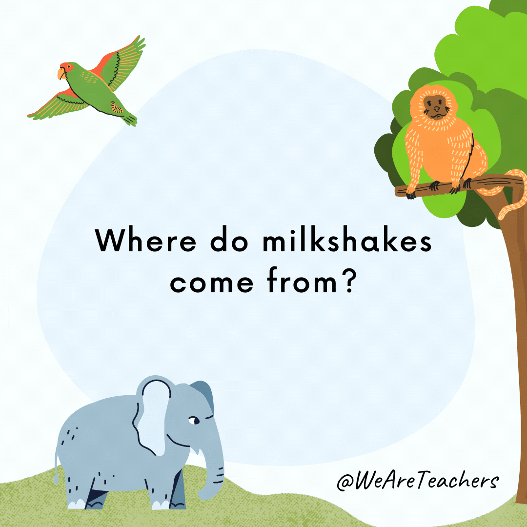 Where do milkshakes come from? Nervous cows.- animal jokes for kids