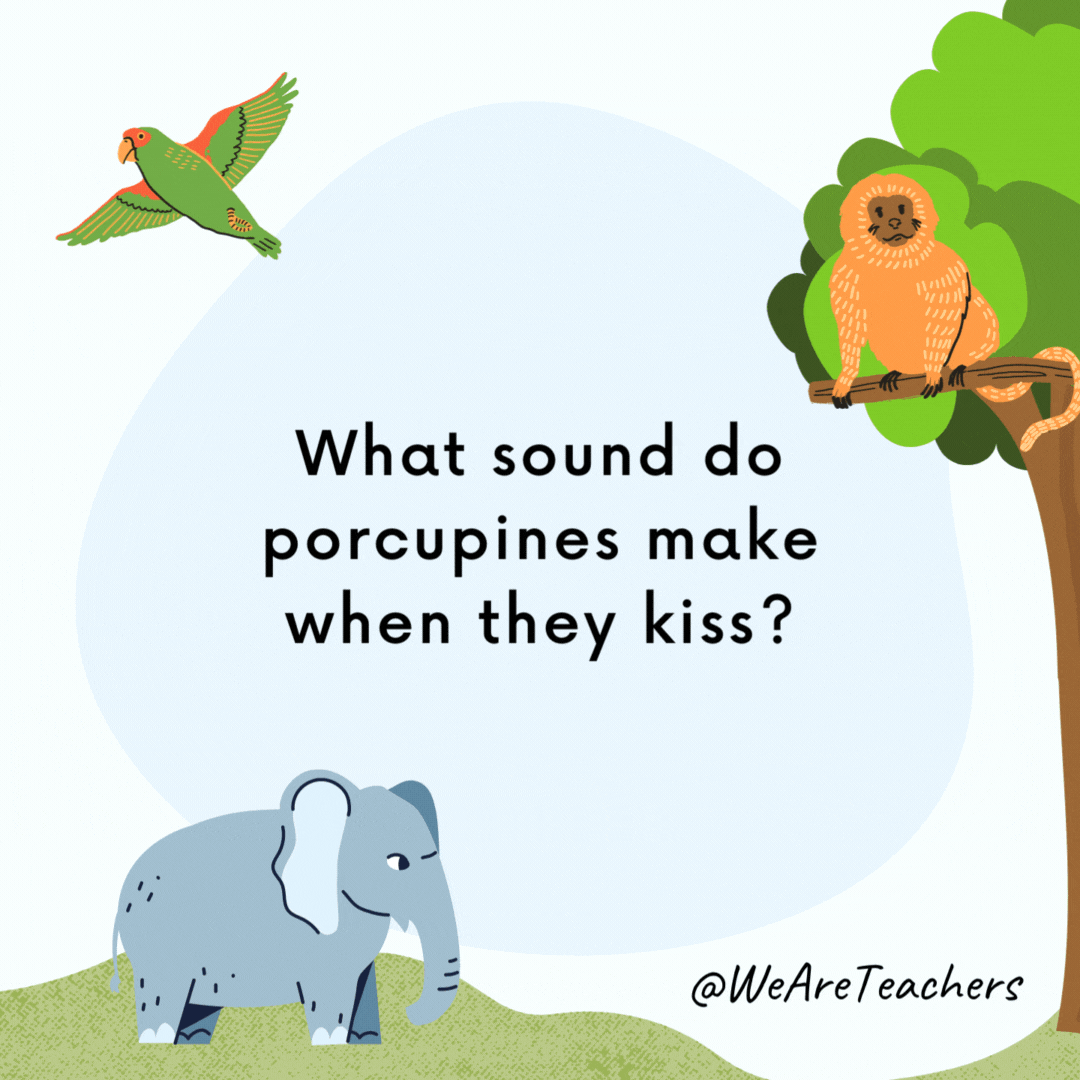 What sound do porcupines make when they kiss?