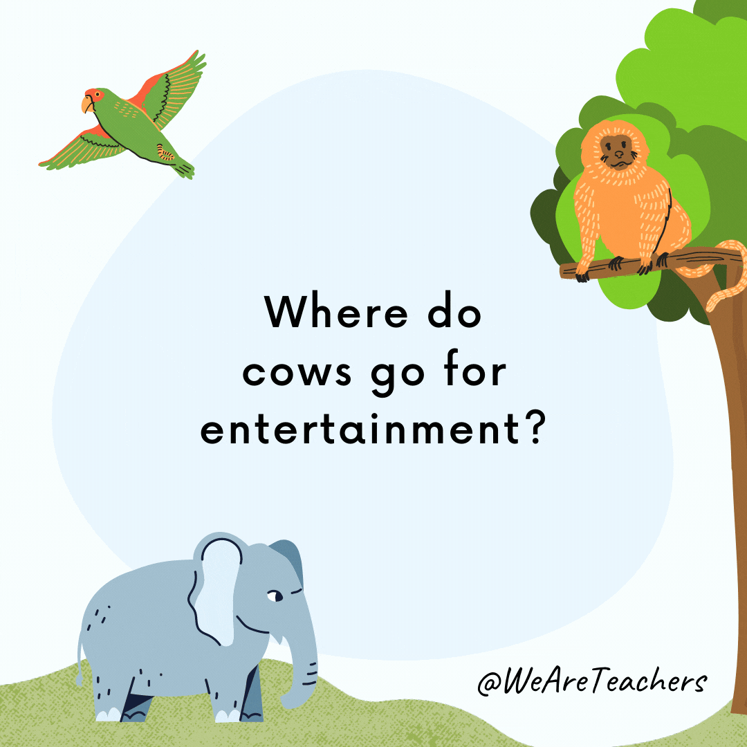 Where do cows go for entertainment? To the moo-vies.