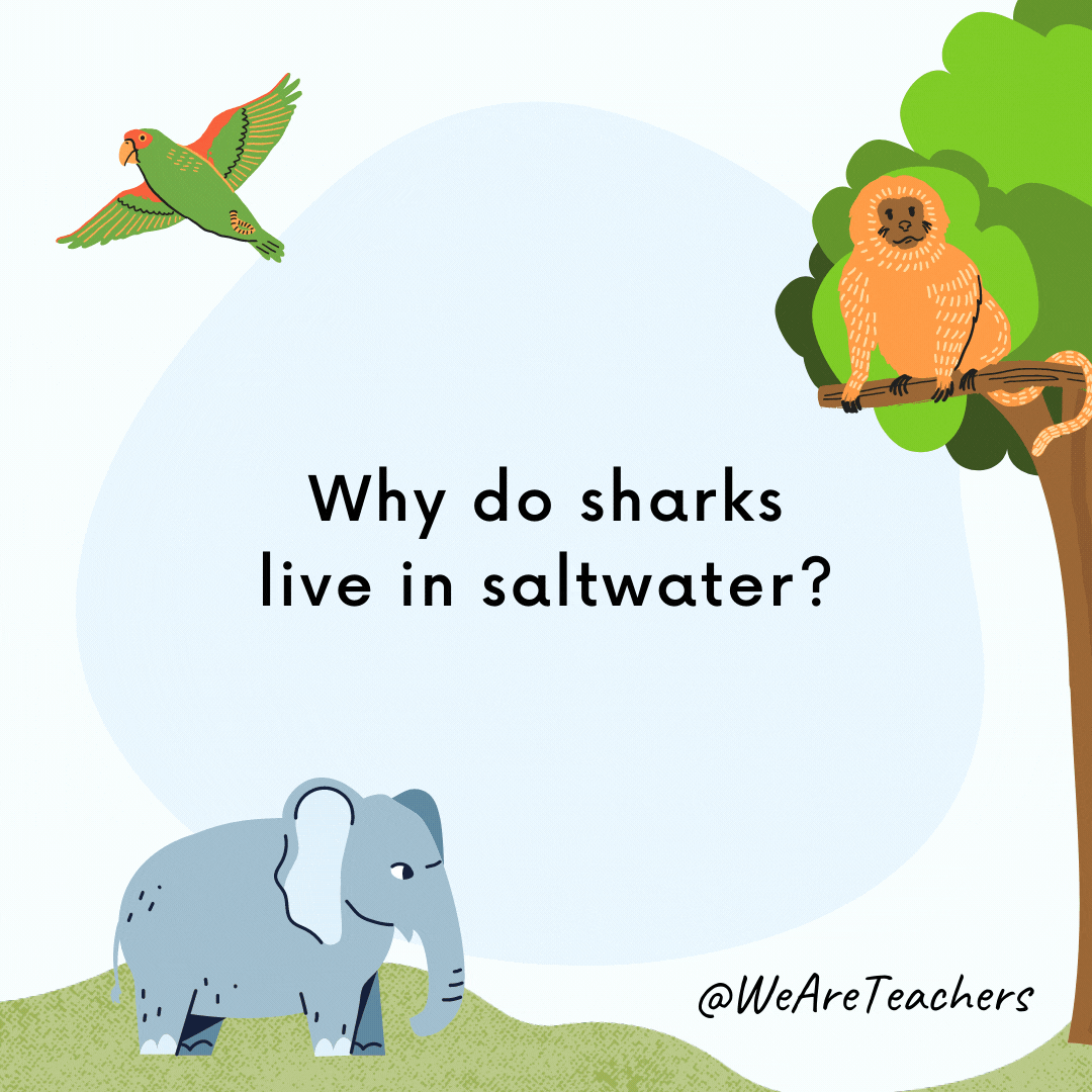 Why do sharks live in saltwater? Because pepper makes them sneeze!