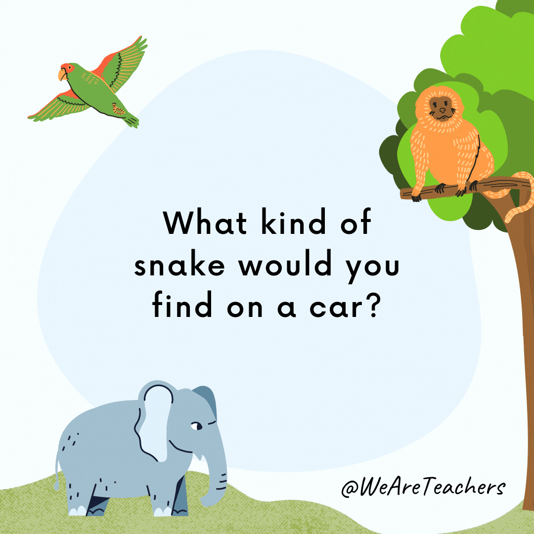 What kind of snake would you find on a car? A windshield viper!- animal jokes for kids