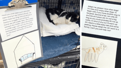 Animal shelter persuasive writing project