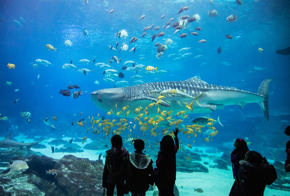 kids at an aquarium with a whale shark swimming in a tank, idea for an experience gift