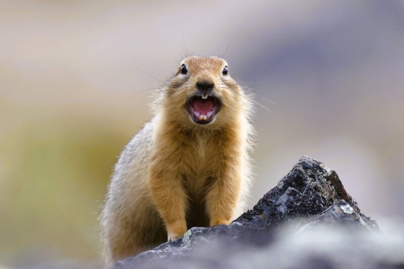 Close-up of an arctic ground squirrel as an example of animals that hibernate