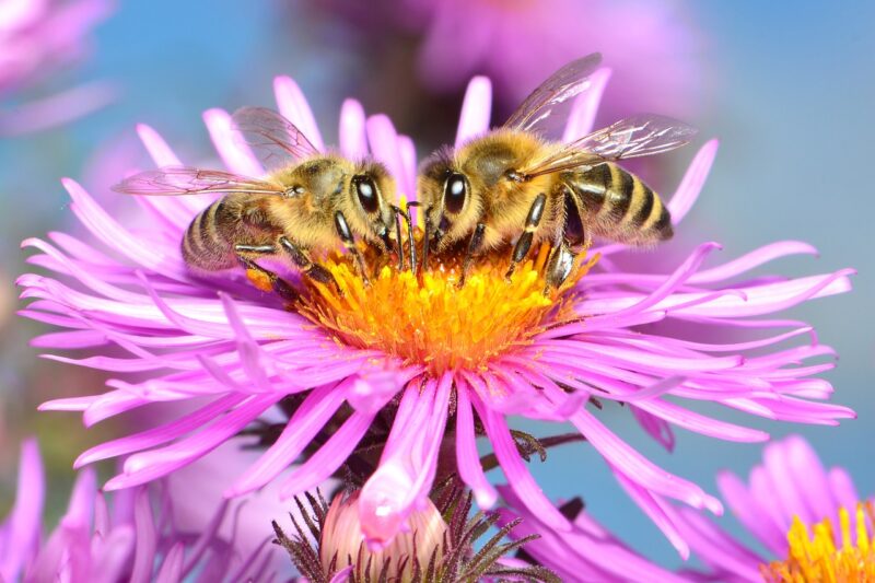 Two bees face ot face on a purple flower