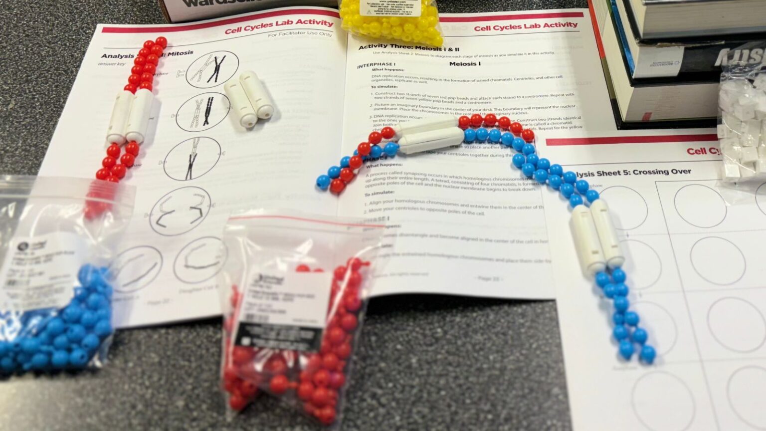 Cell Cycle Biology Kit | Teacher Picks