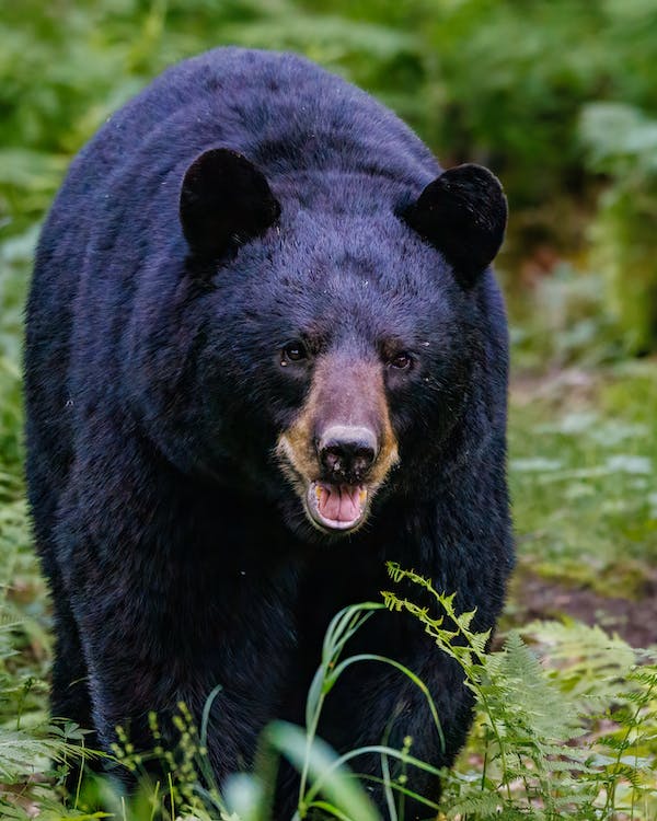 Black bear as an example of animals that hibernate