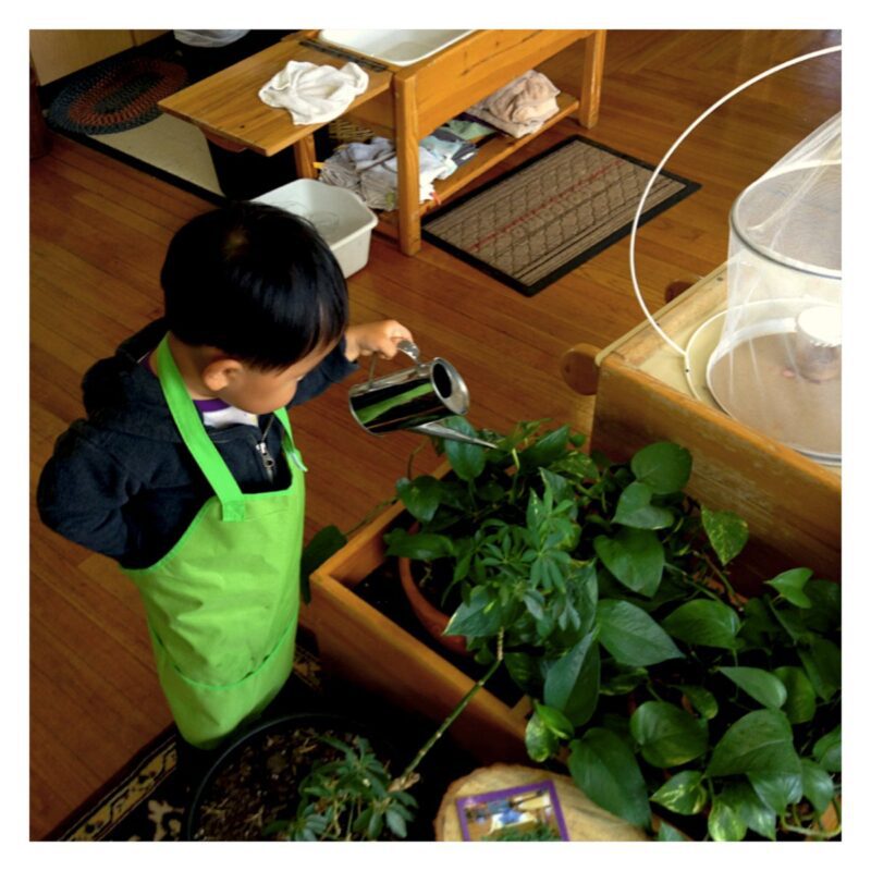 Young student waters plants in the classroom