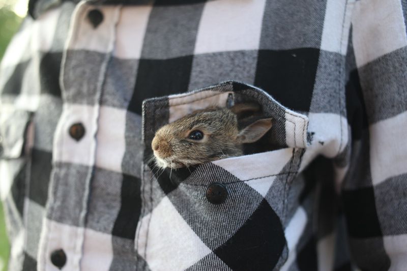 A very small bunny being carried in a shirt pocket