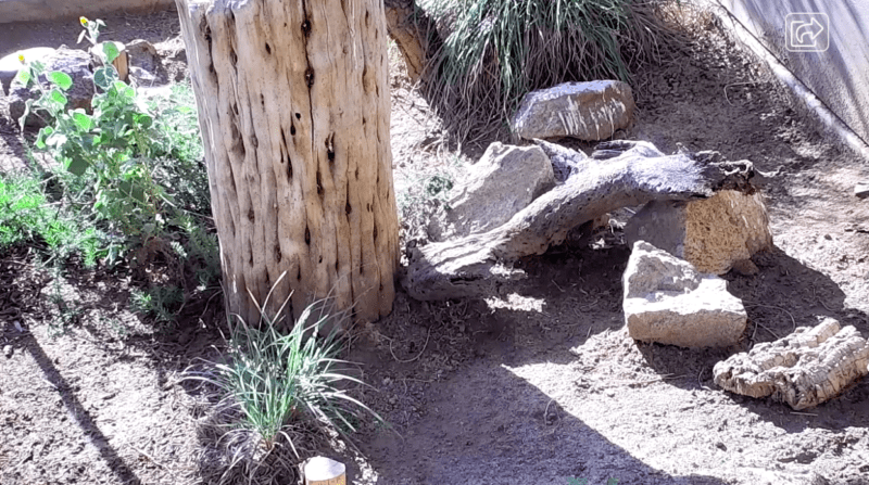 Screen shot of burrowing owl cam at San Diego Zoo