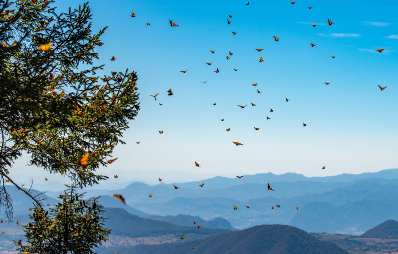 Monarch Butterfly Biosphere Reserve in Michoacan, Mexico.