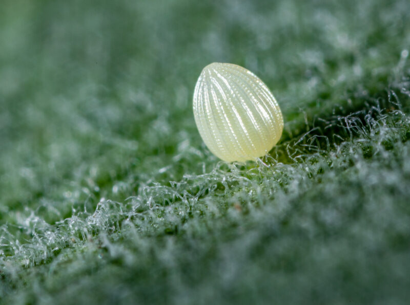 Super Macro Monarch Butterfly Egg