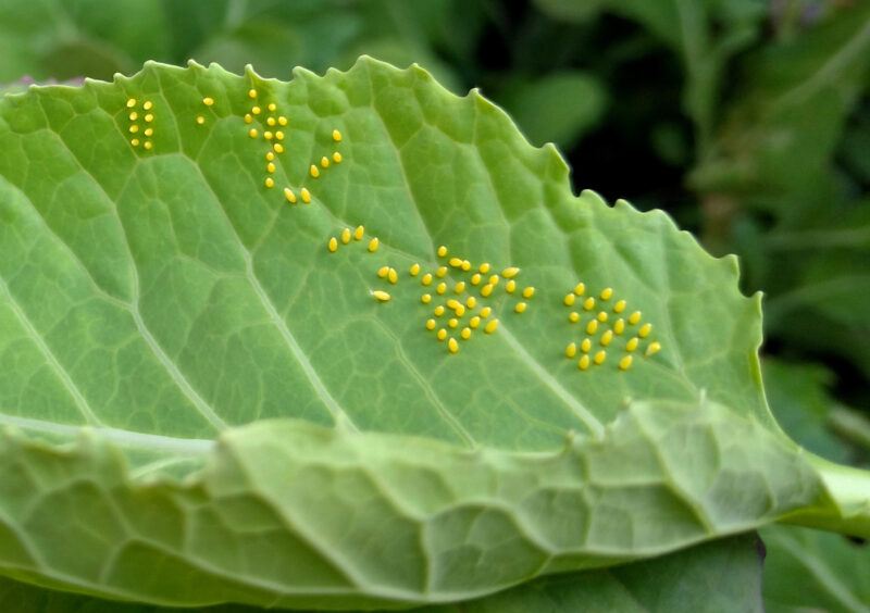 Tiny yellow worm eggs found over a cabbage leaf in the garden.