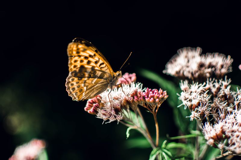 Orange butterfly nectaring on a pink plant