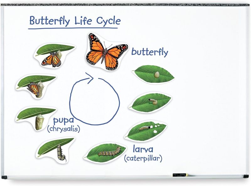 Oversized magnets on a white board showing the life stages of a butterfly