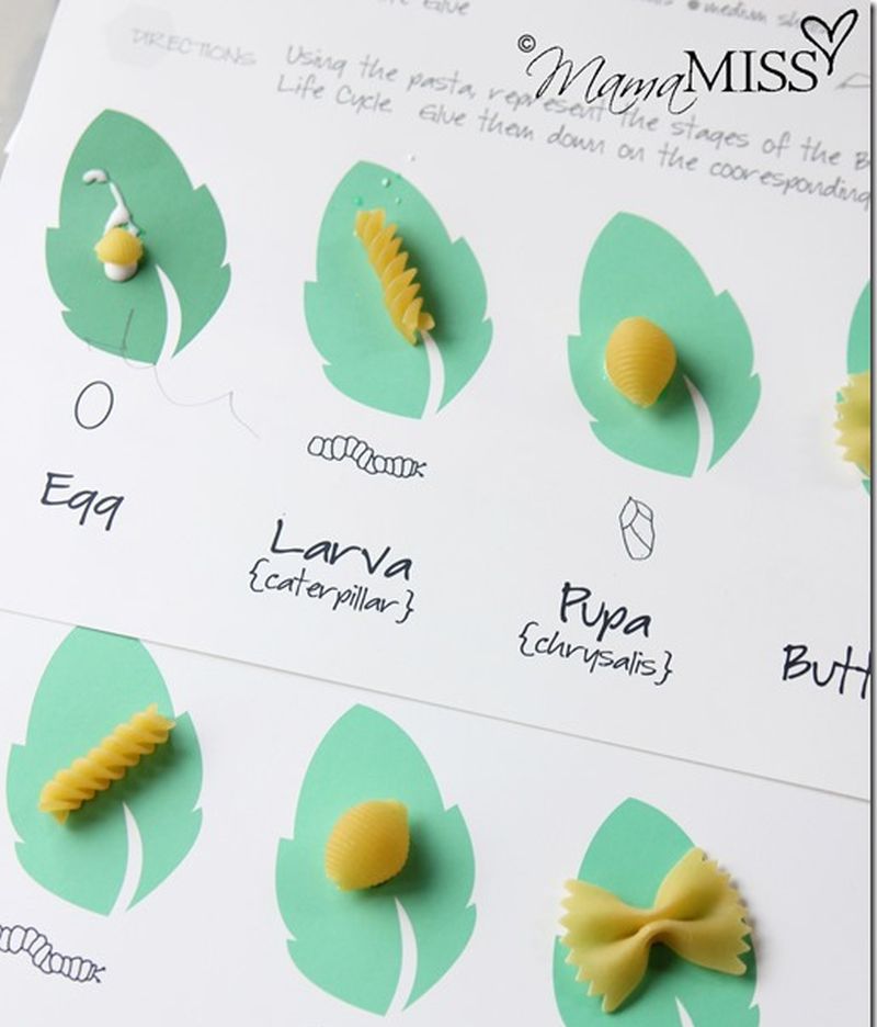 Butterfly life cycle with various pasta shapes representing the stages