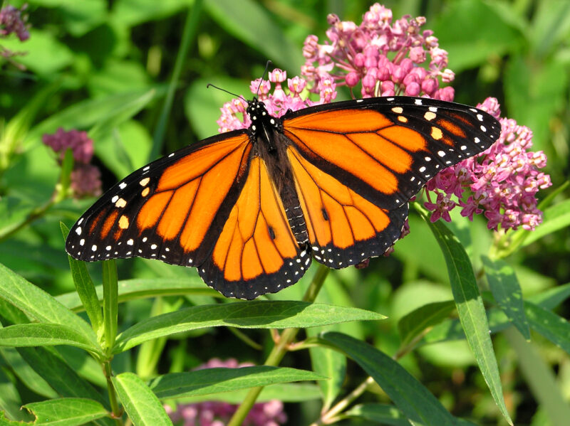 A monarch butterfly sipping nectar from swamp milkweed flower.