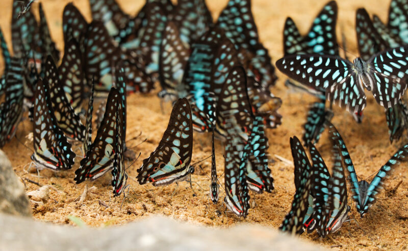 Group of beautiful butterfly puddling on the ground at Pang Sida National Park, Sa Kaeo Province, Thailand.