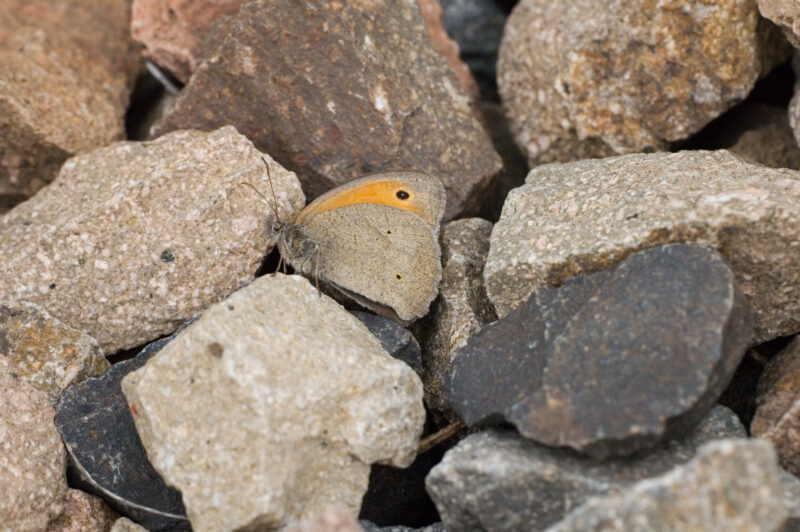 Butterfly hiding among rocks.