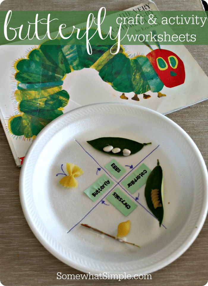 A white plate is divided into four categories, egg, caterpillar, chrysalis, and butterfly.