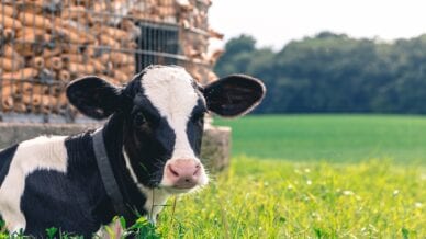 A black and white calf sitting in a field at one of the family dairy farms